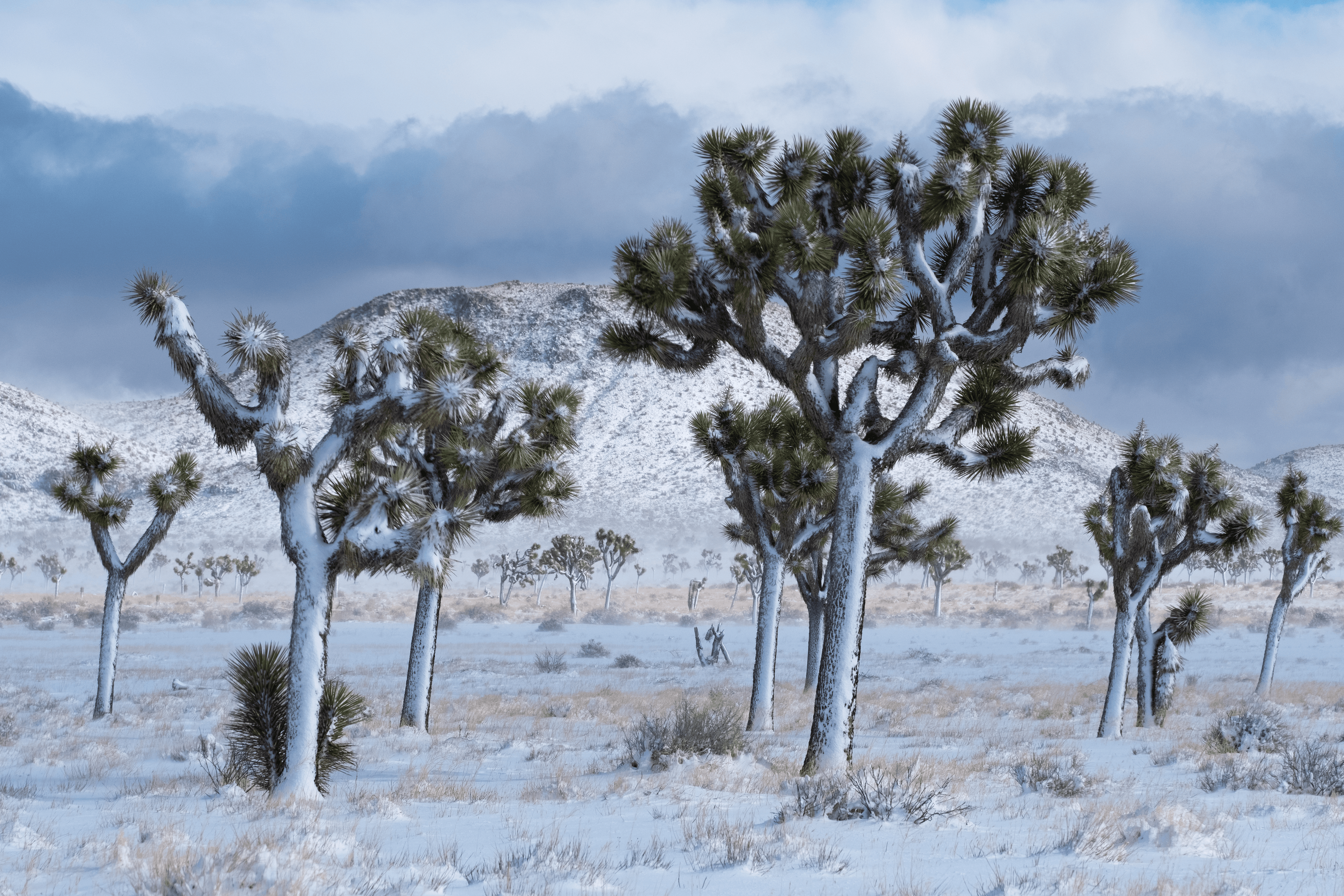 Joshua Tree in Winter #45