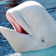 Baby_Beluga