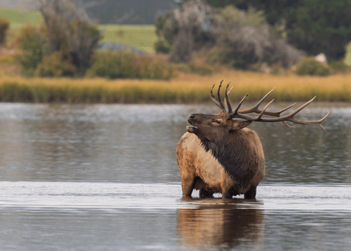 The Rut