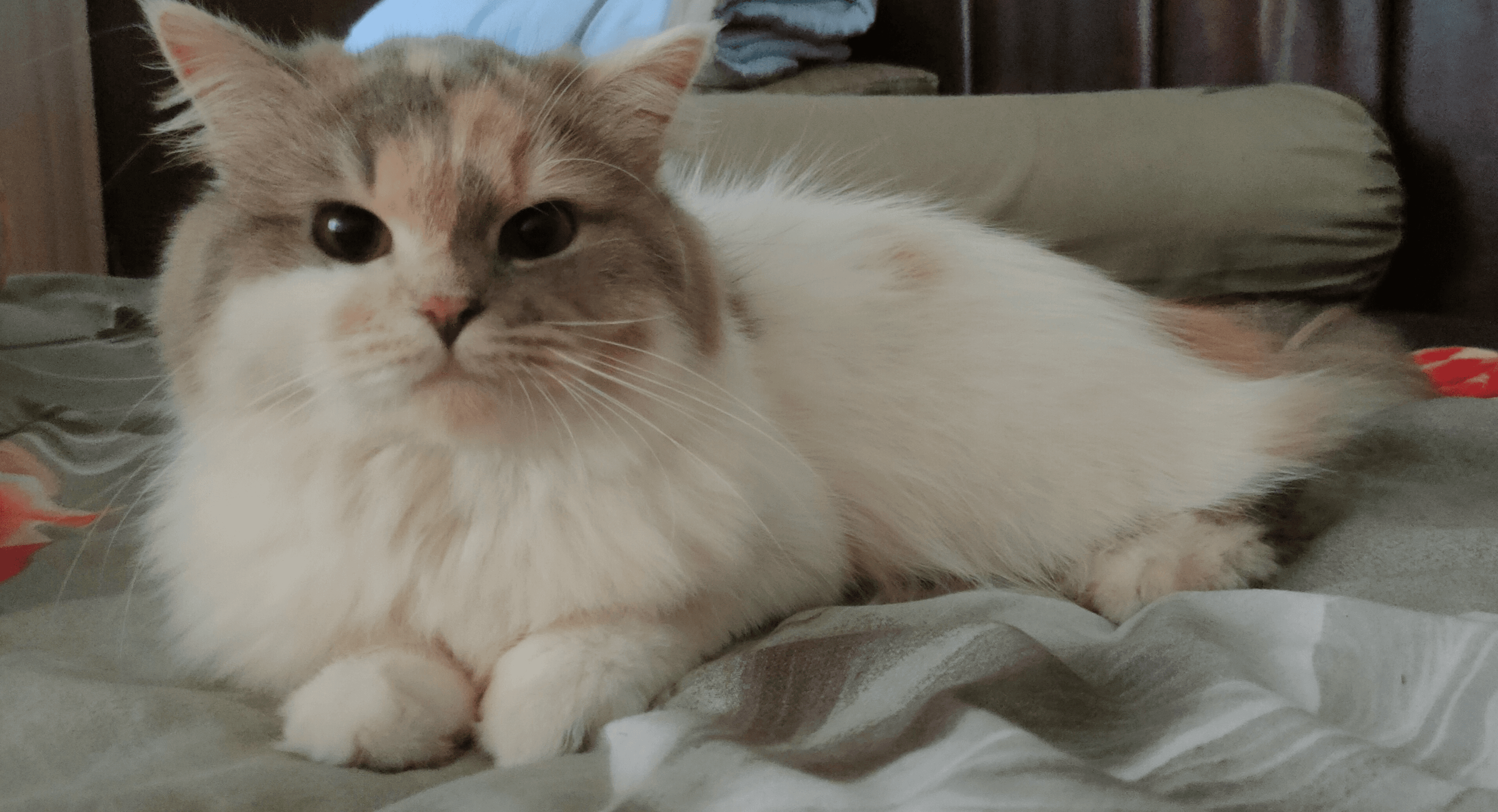 Minni -  Cute Cat #2