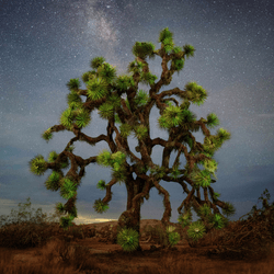 Joshua Tree by Pip collection image