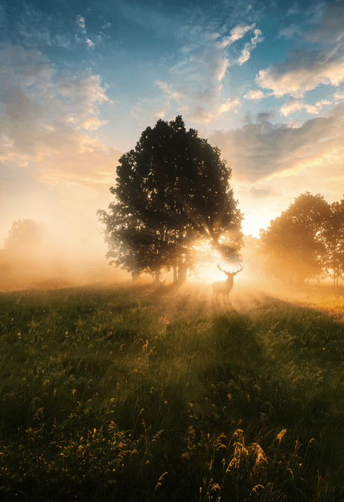 #28 At First Light