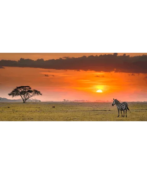 African Wild Stories