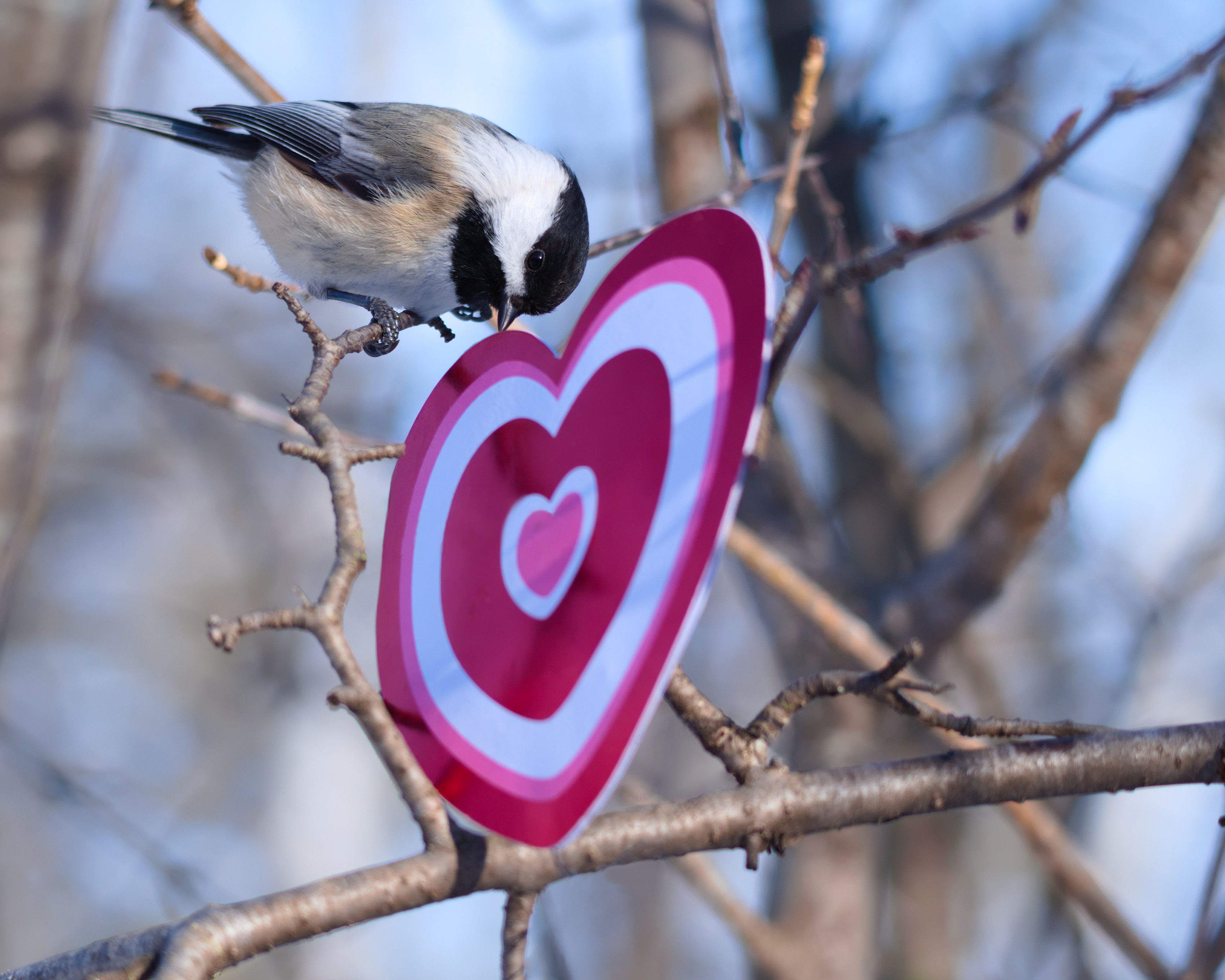 A Chickadee's Valentine Song 