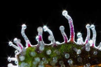 Cannabis Macros