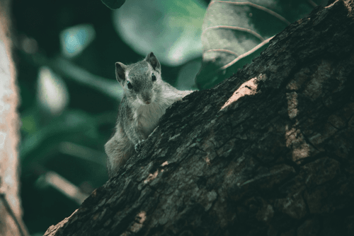 Palm Squirrel