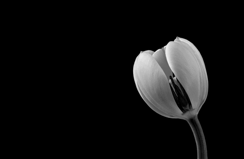 Black & White Fine Art Flora