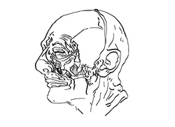 anatomic gifs collection image