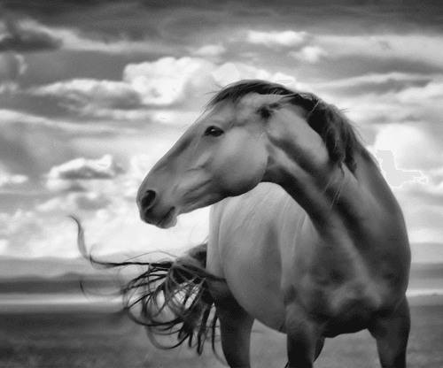 Editions | Kat Livengood | Wild Horses