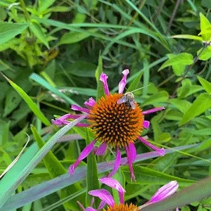The Pollinators #4