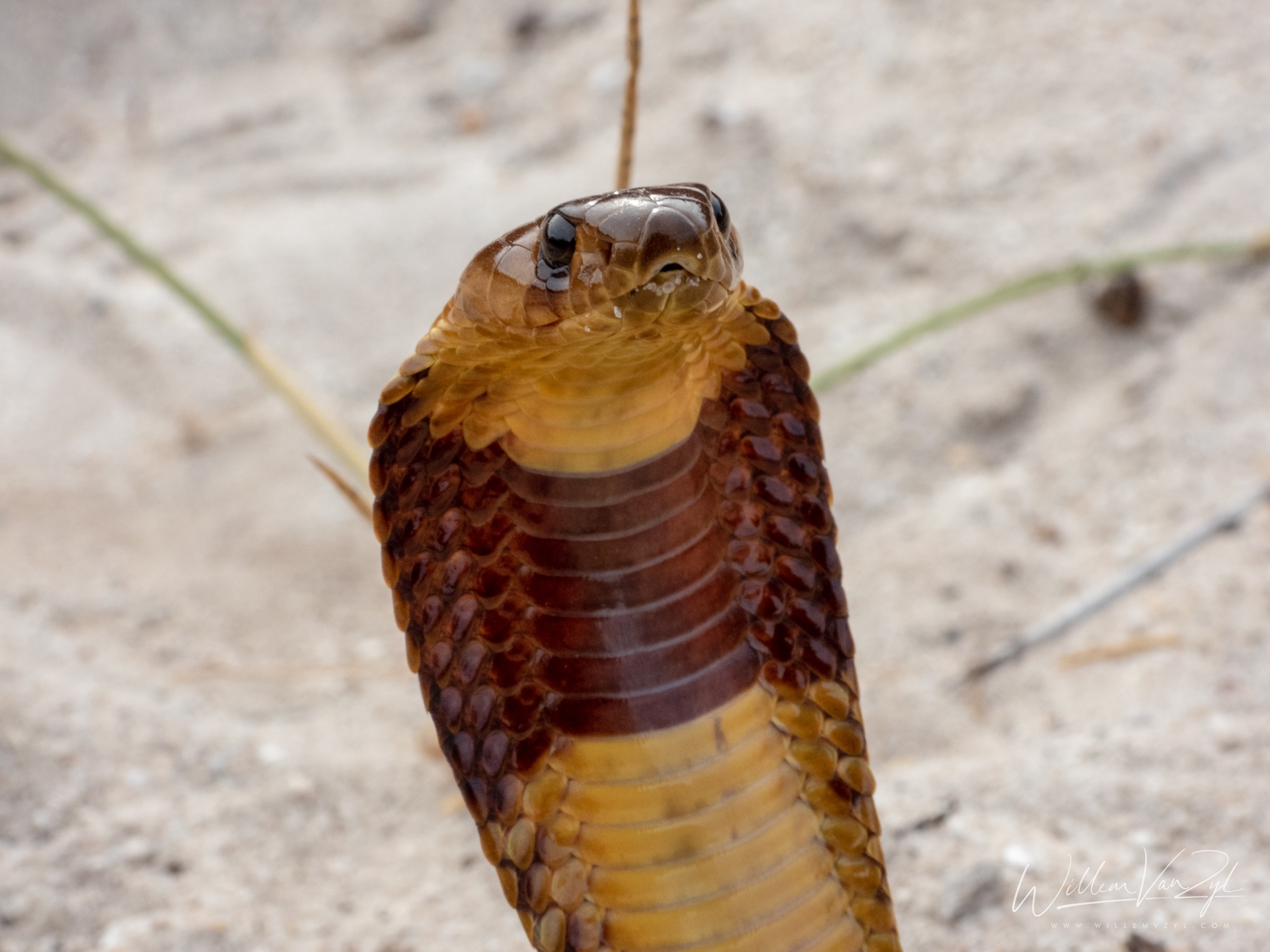 Cape Cobra (Naja nivea)