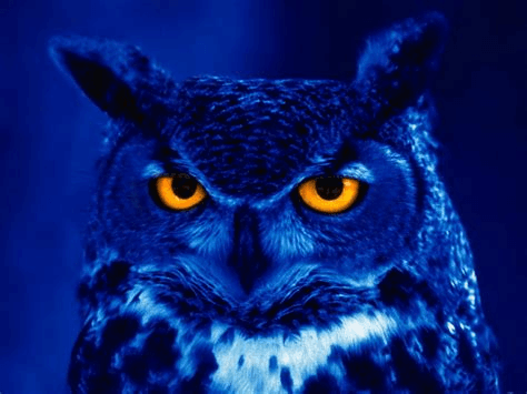 Night_Owl