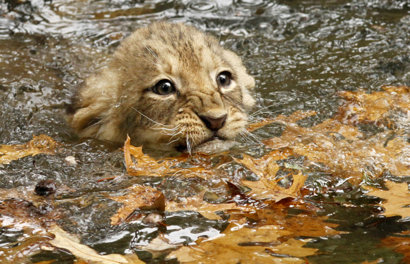 Liminal_Lion