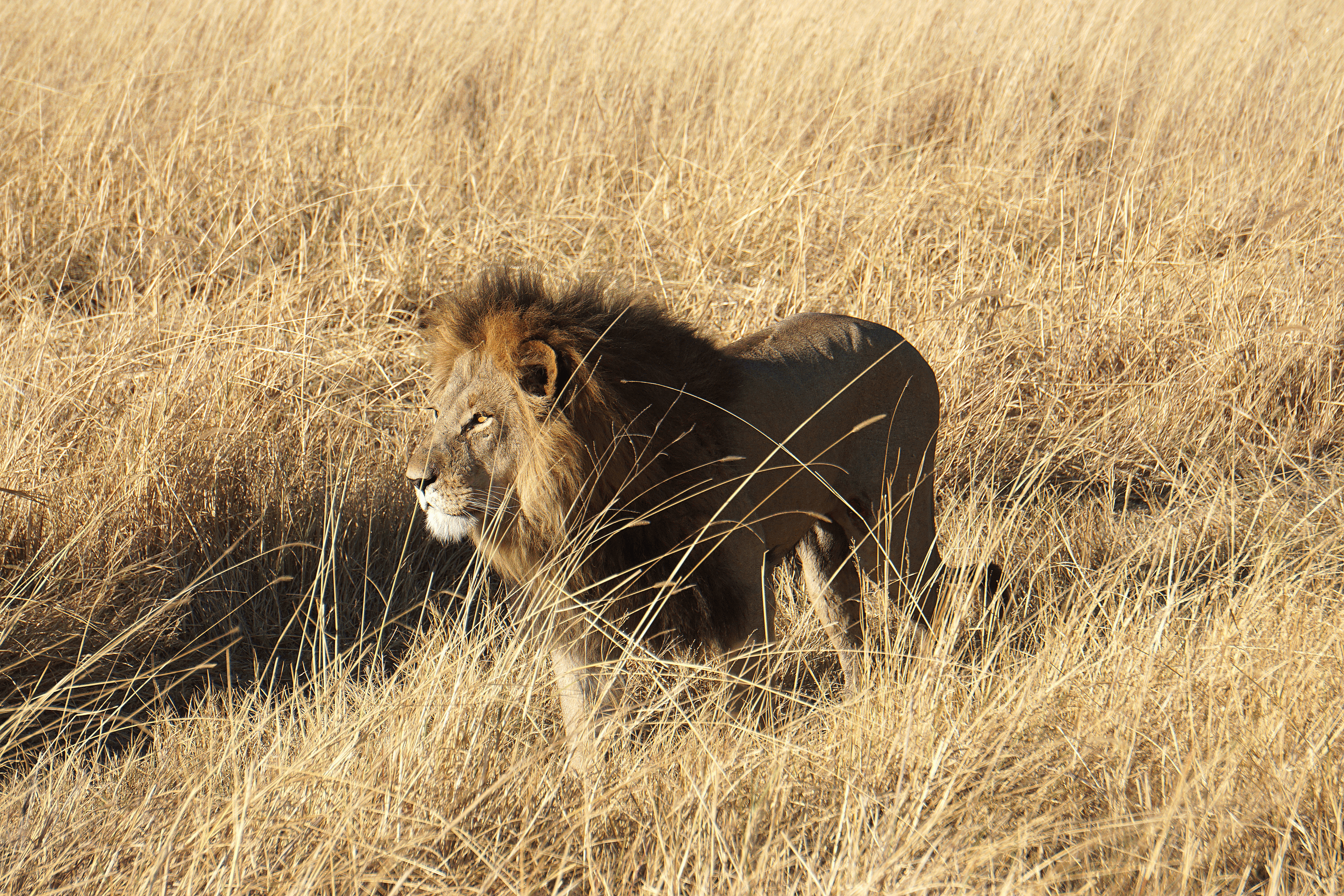 Lurking Lion.