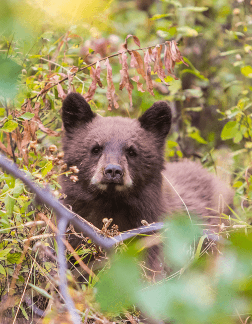 Hidden Cub