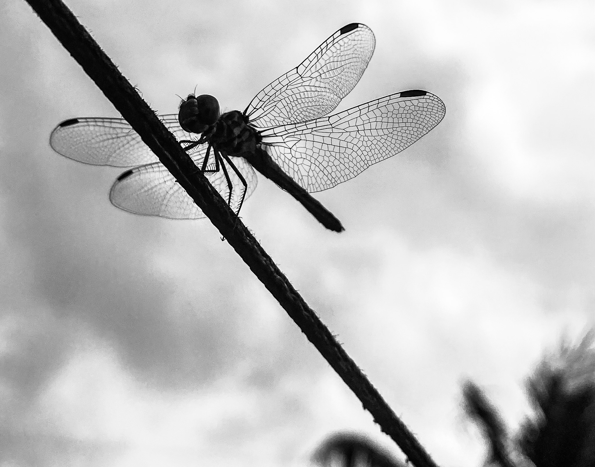 Dragonfly in Black & White