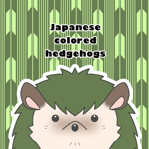 Japanese colored hedgehogs