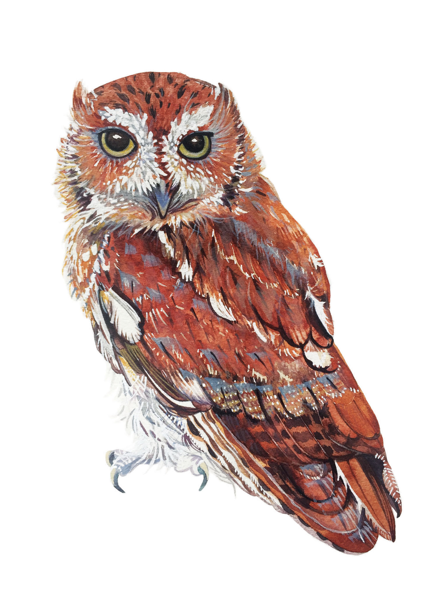 Owls: 402