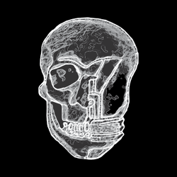 Skull Bulbs collection image