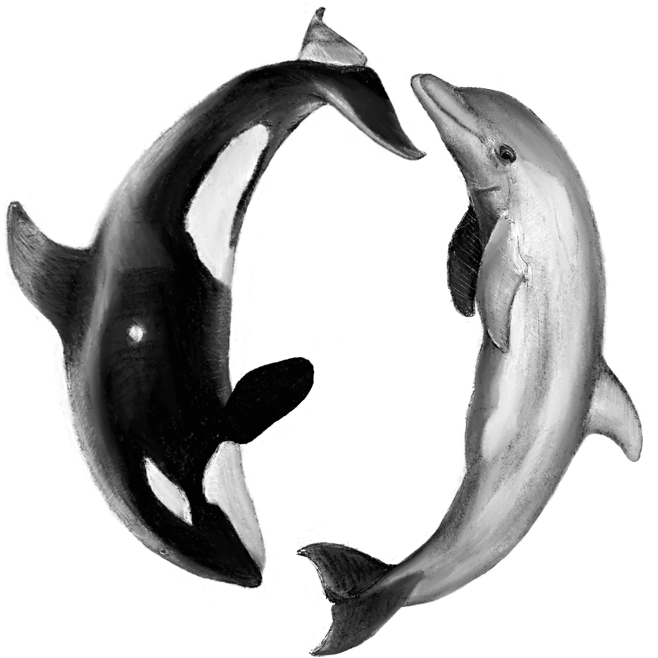 2022-07-26 Orca and Dolphin