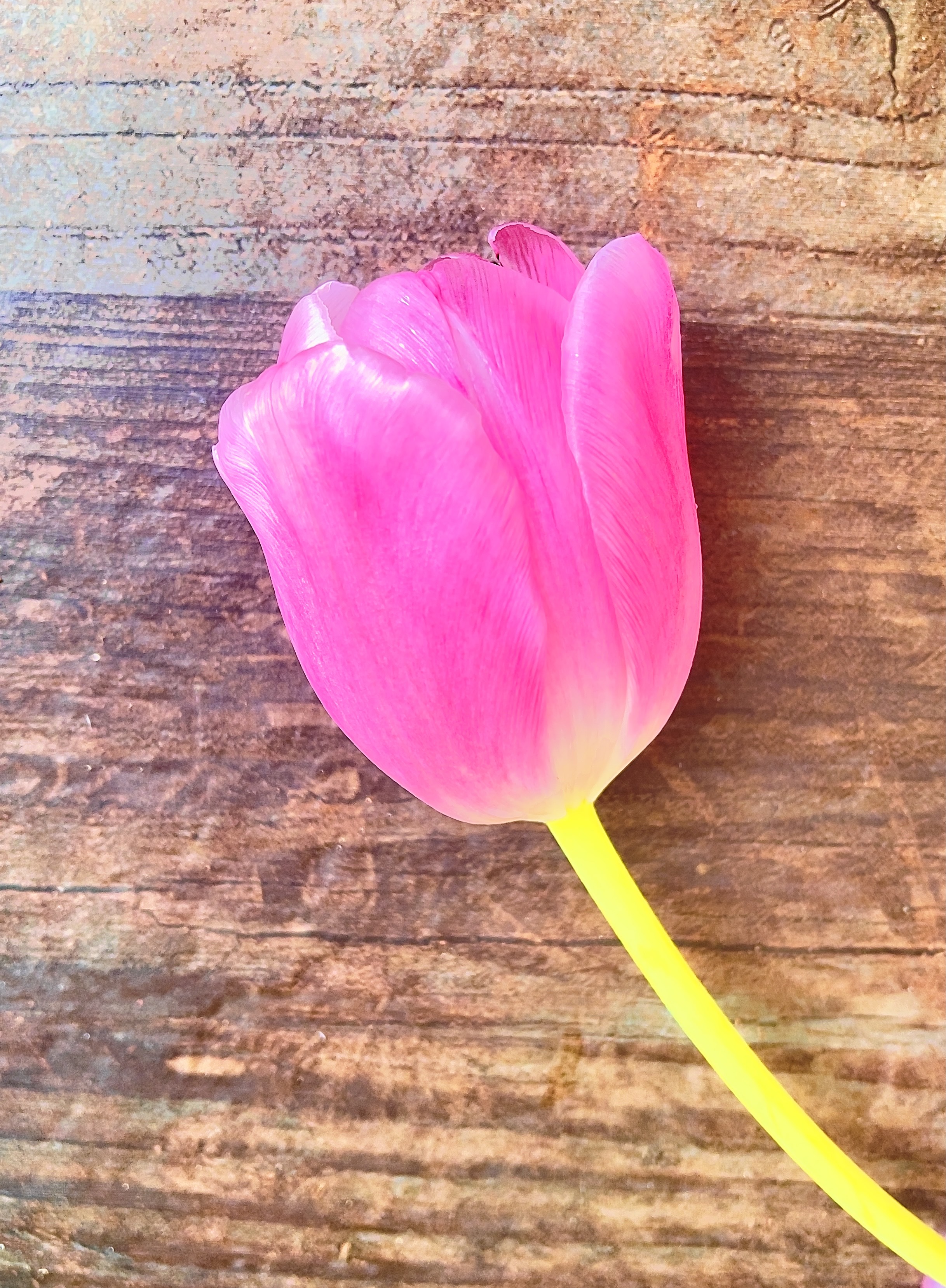Seed Poem #11: The Pink Tulip
