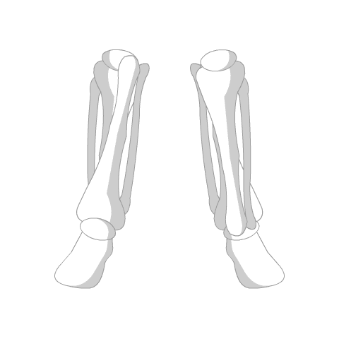 Bone Boots