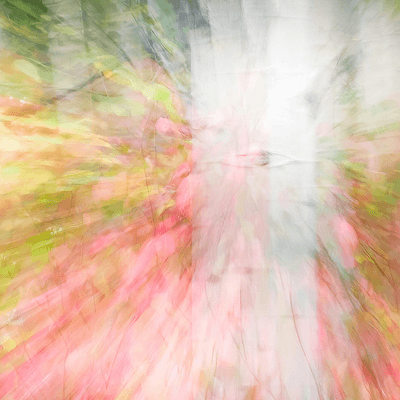 Wonder in the Woods