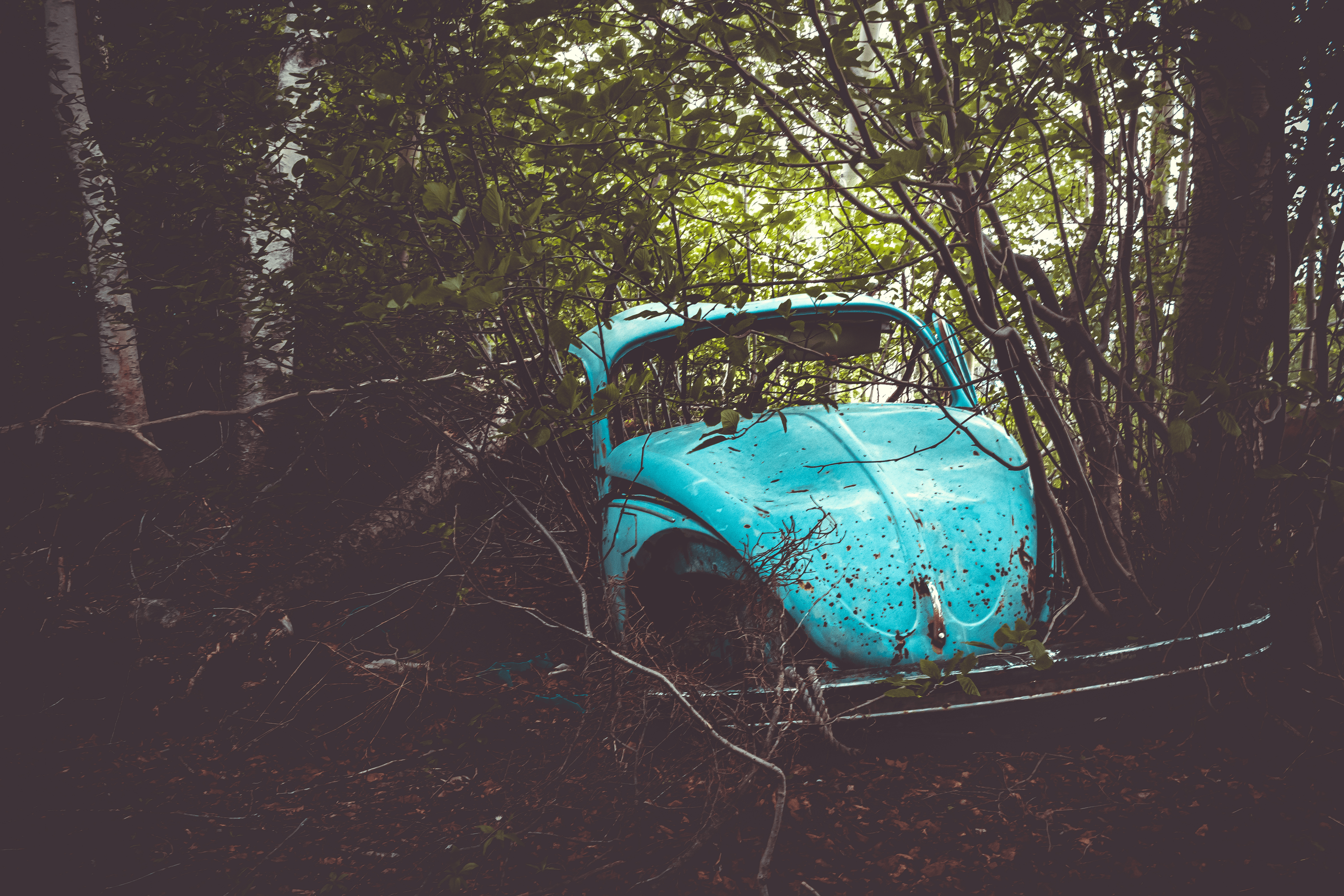A Bug in the Woods