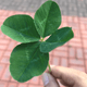 Crypto Four-Leaf Clover