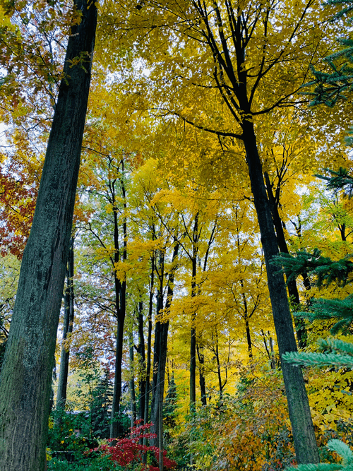 Autumn Whispers