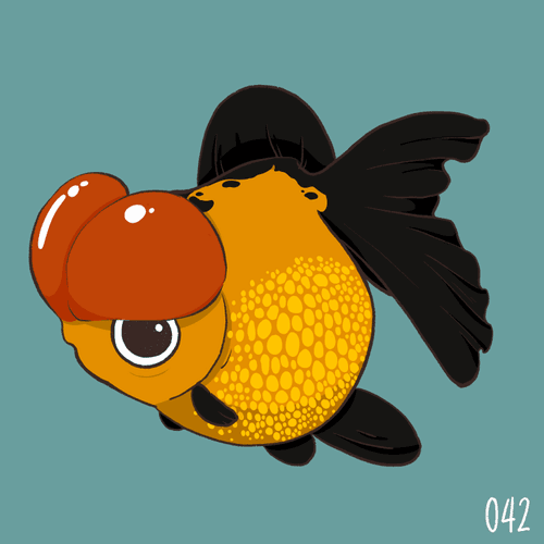 [ No.042 ] Cutie Pearlscale - Black-Yellow Crown Head Phoenix-tail