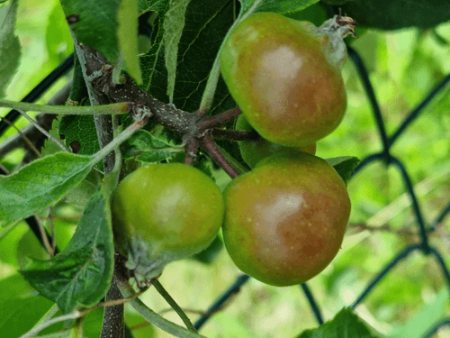 Young Apples 