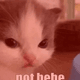not-hehe