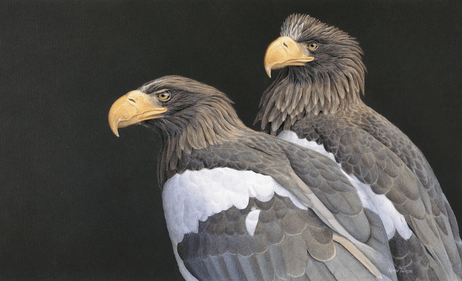 Steller Sea Eagles