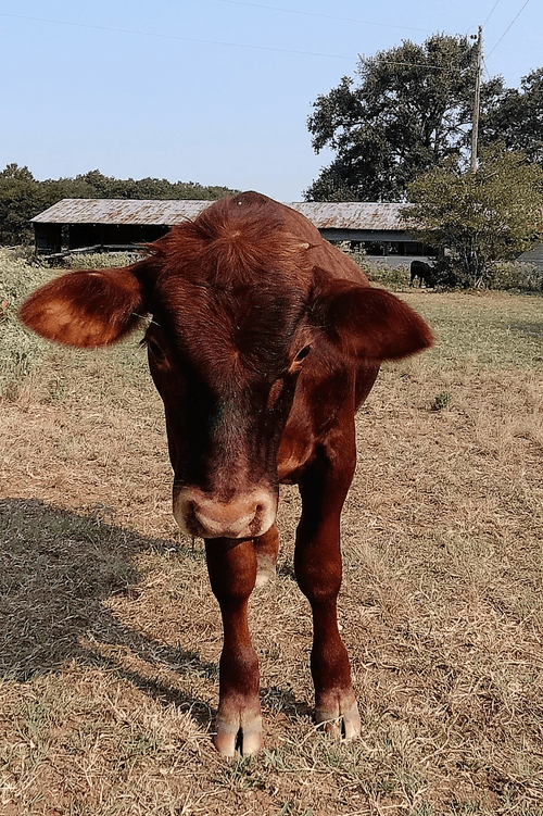 ETH Cows