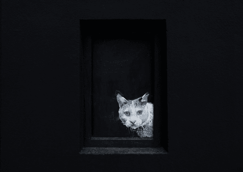 Mysterious cat on the wall