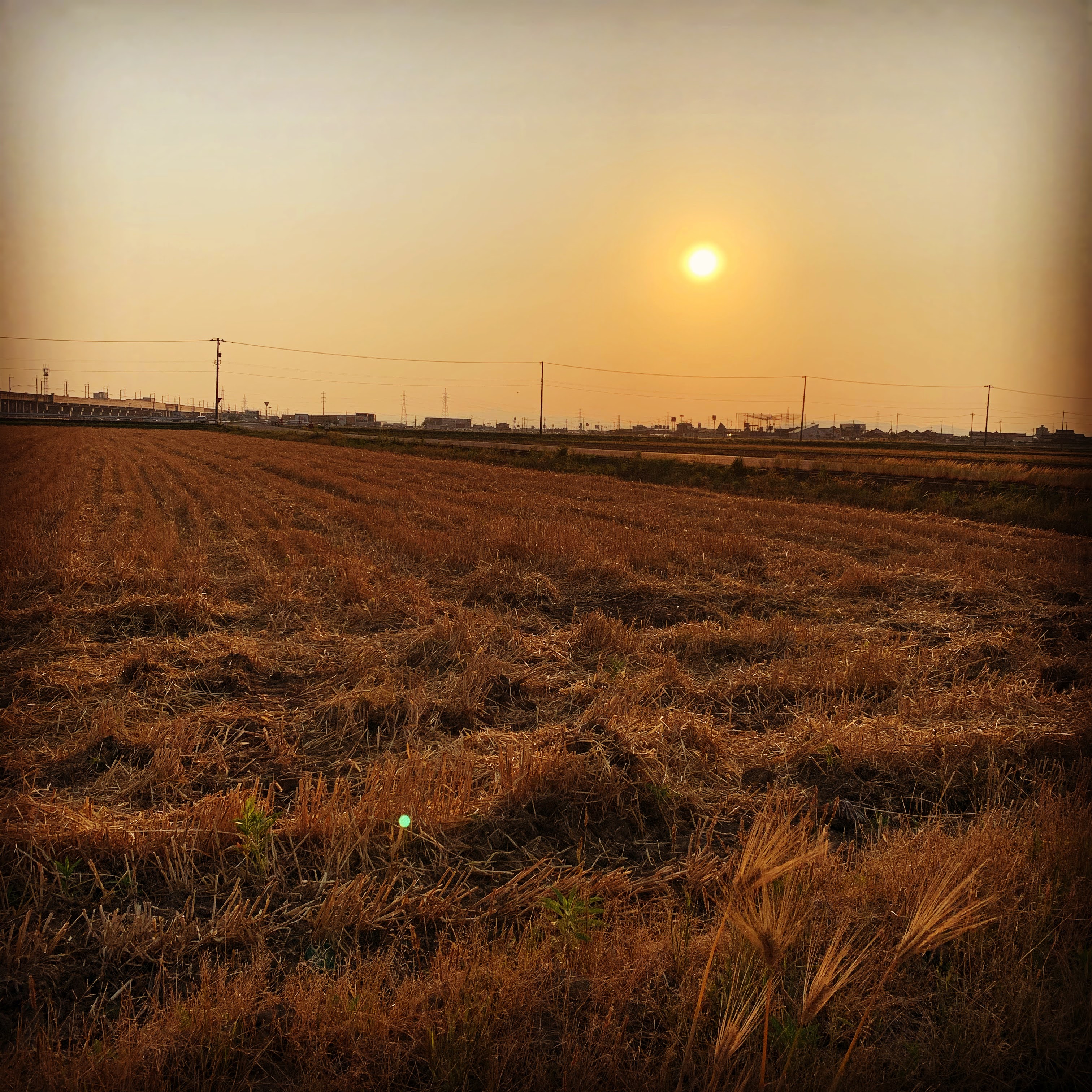 #5 At twilight -Bakushu(barley harvest) 