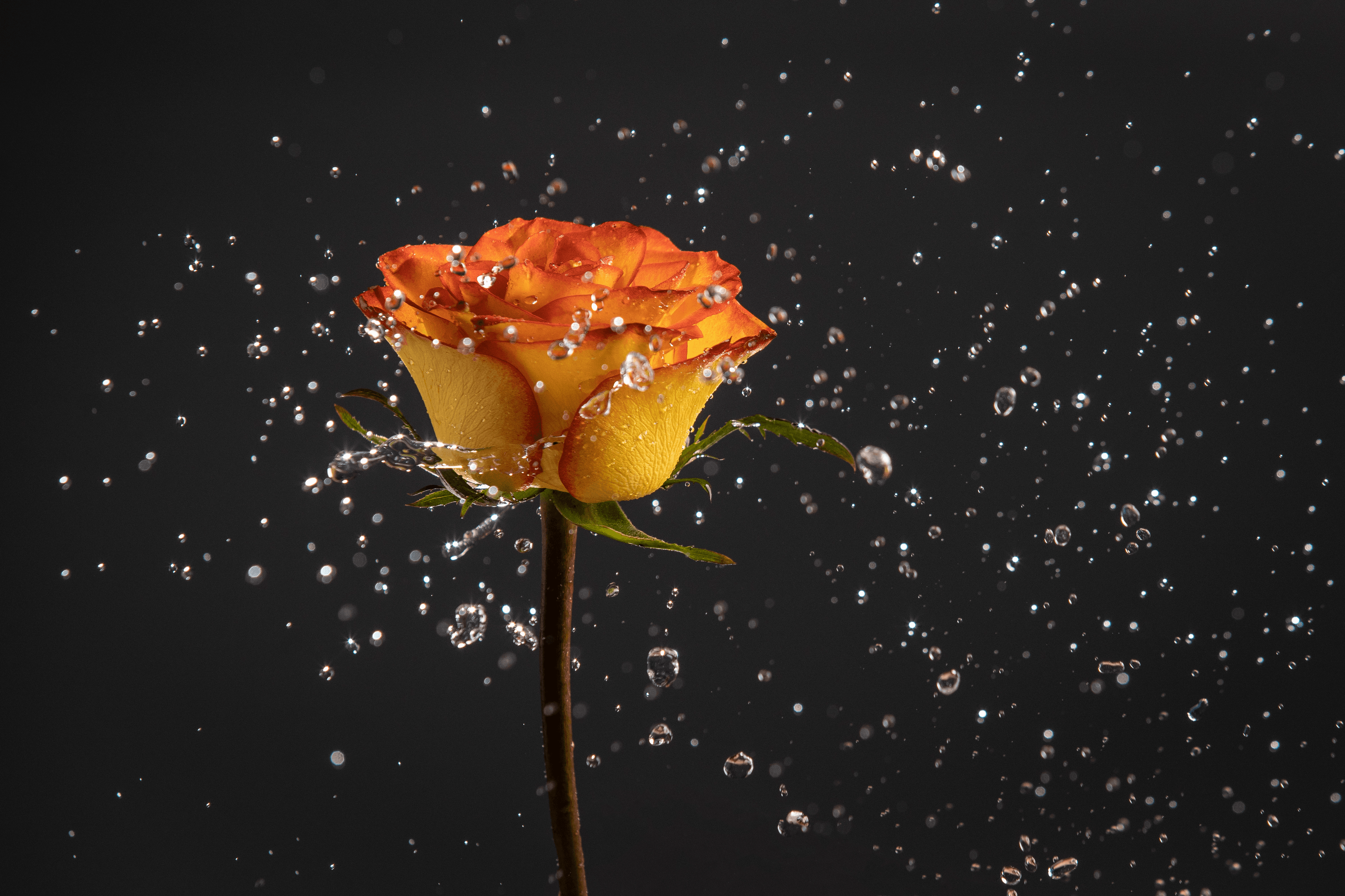  Splash Flower #1