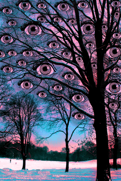 Winter Eye Tree collection image