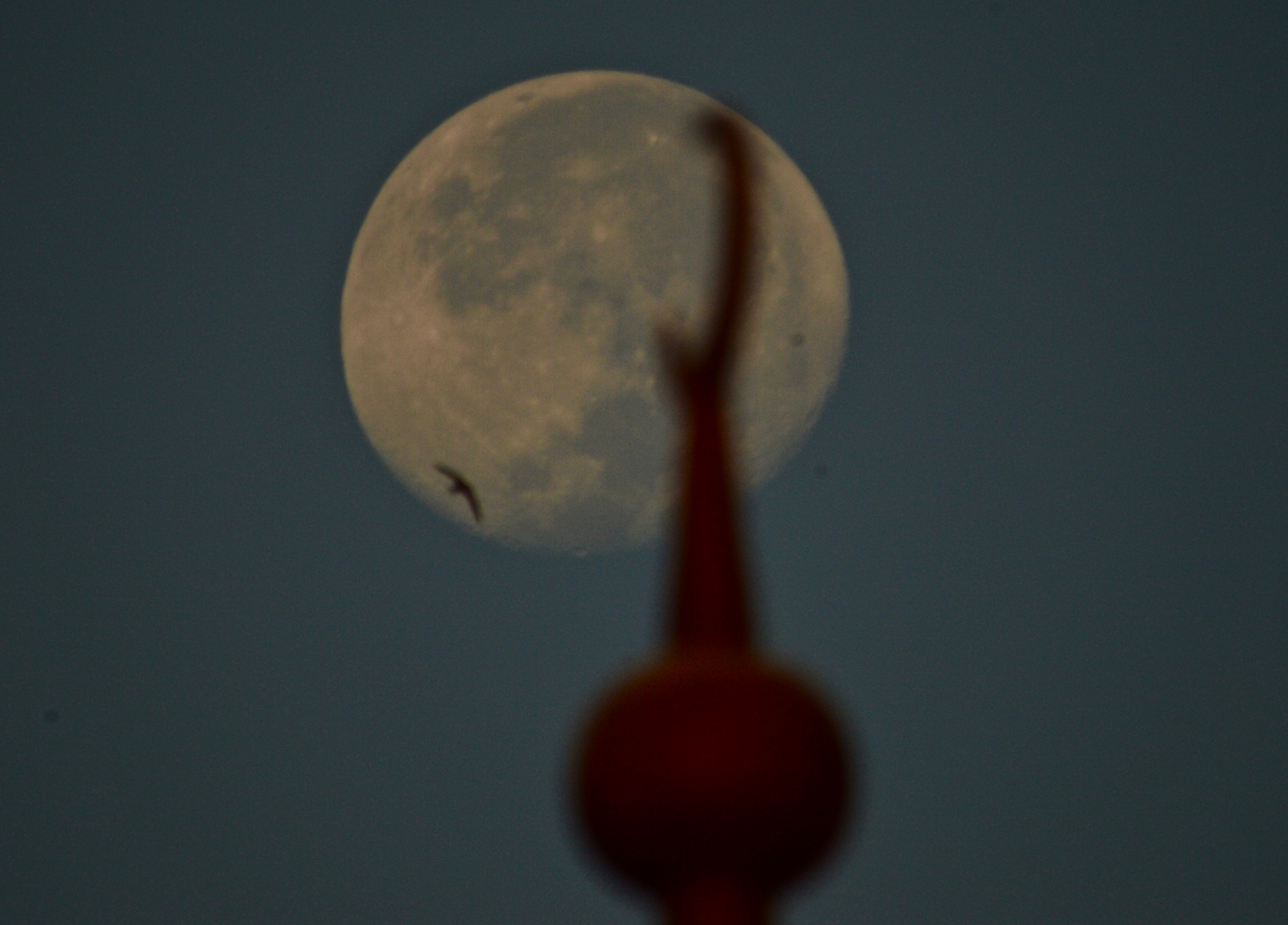 full moon, a bird , sunrise & minaret 