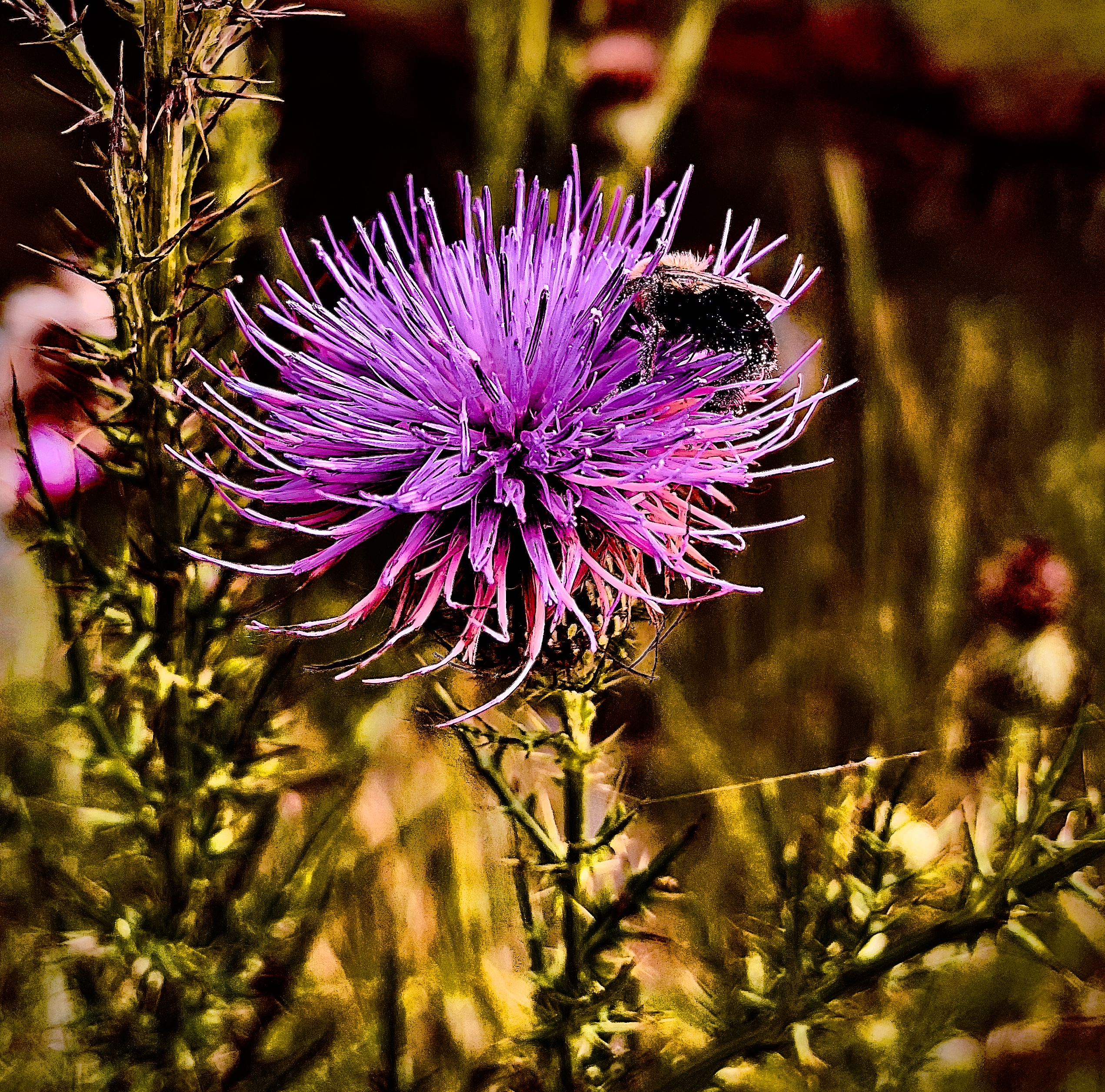 Seed Poem #84: The Thistle