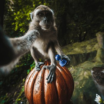 Monkey Selfies