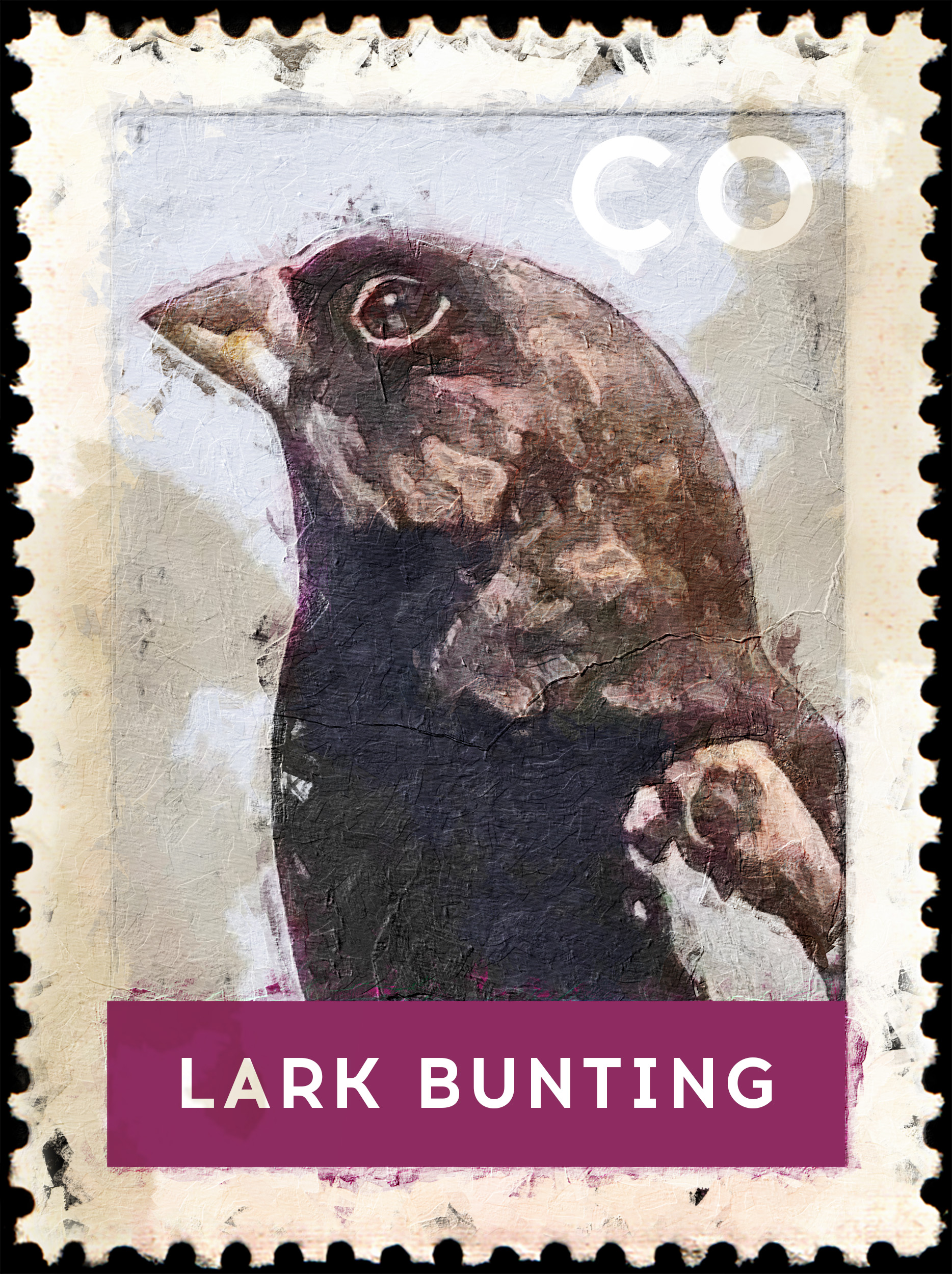 Colorado Lark Bunting bird