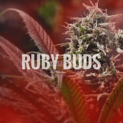 RUBY BUDS