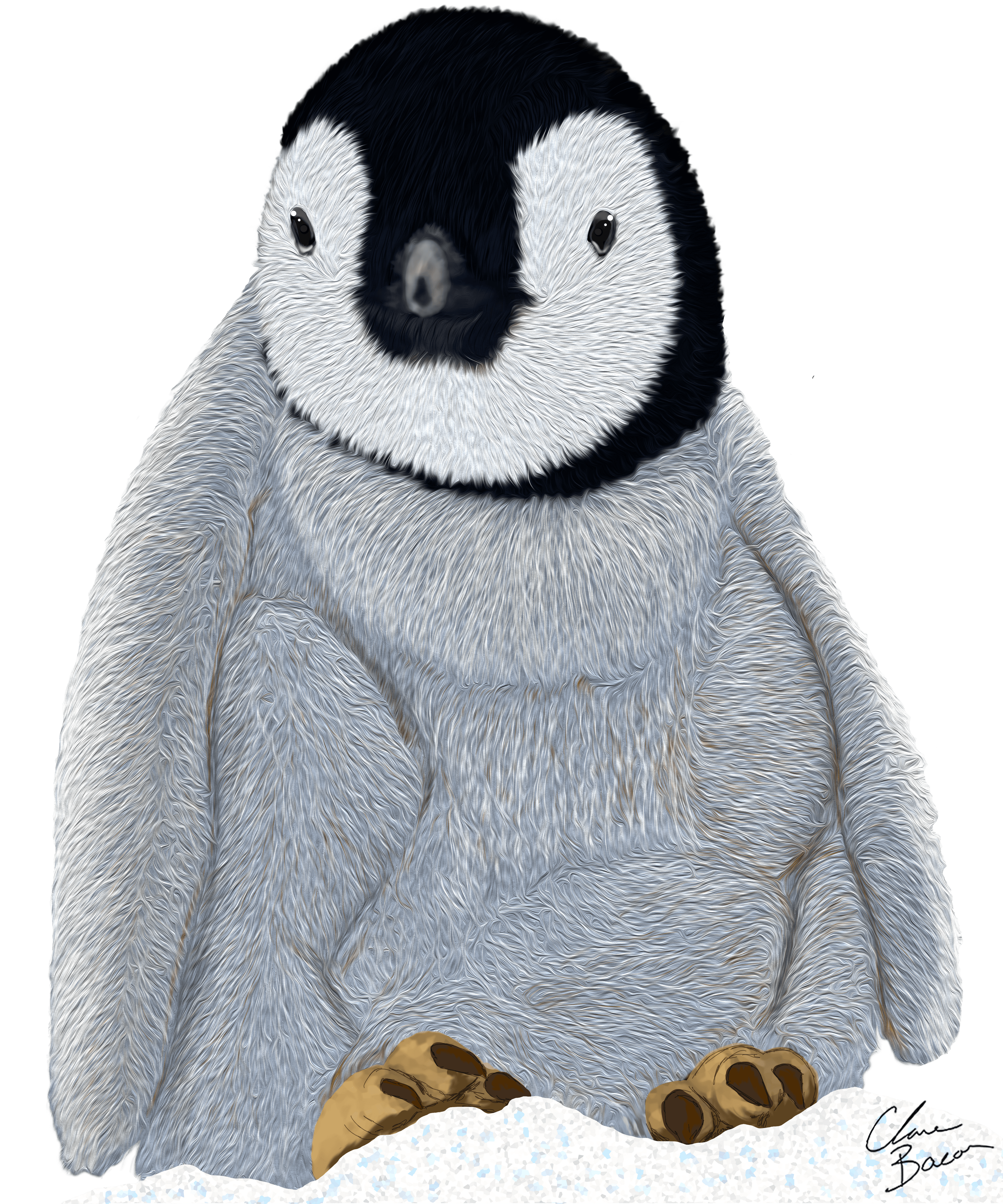 Baby Emperor Penguin (Aptenodytes Forsteri)
