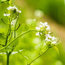 アイテム メディア プレースホルダー