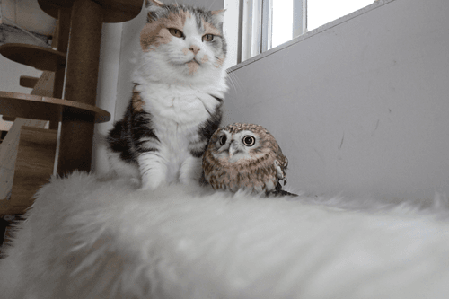 cat & owl photograph #47