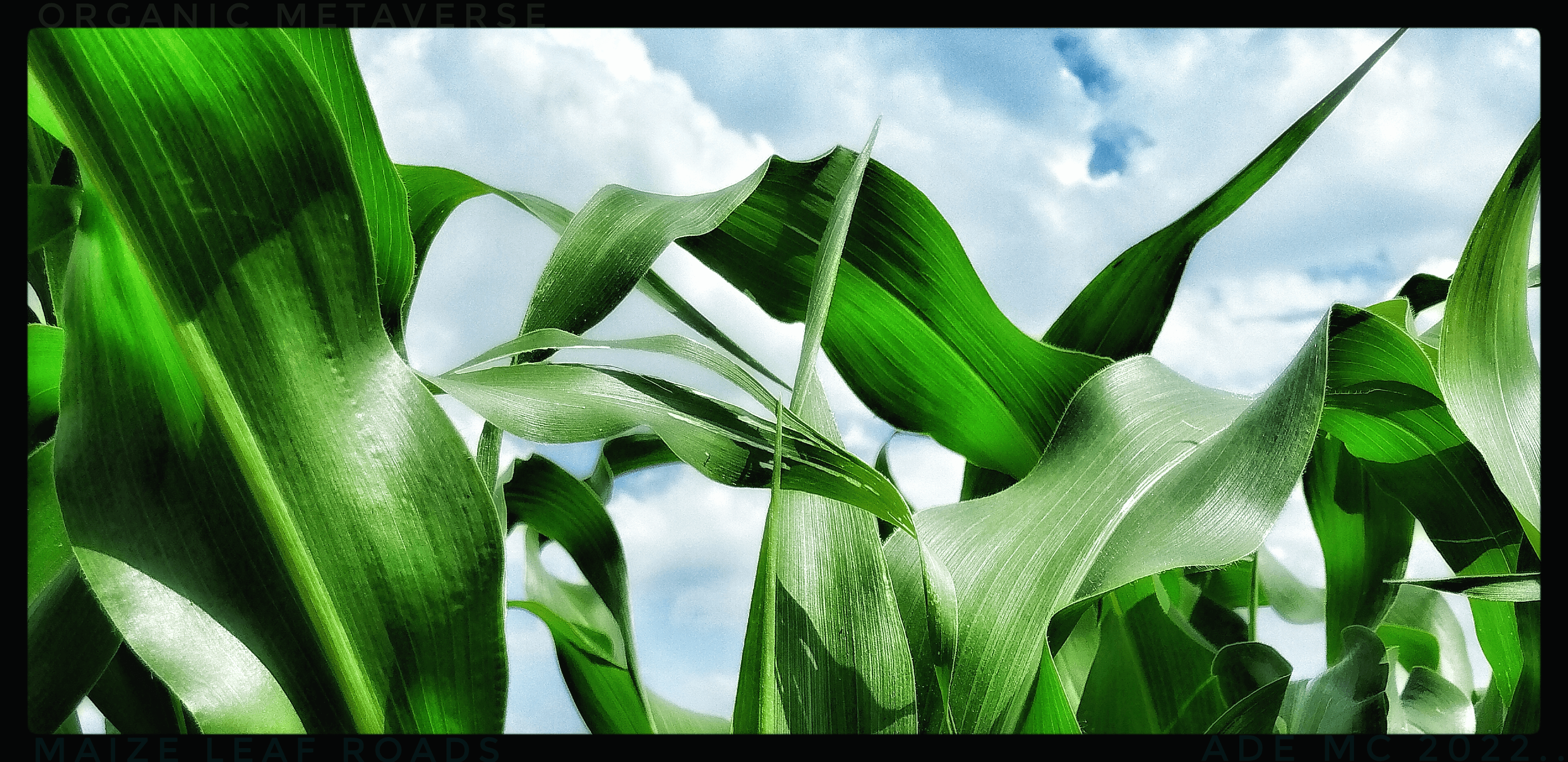 the maize leaf roads lie before you (1a)