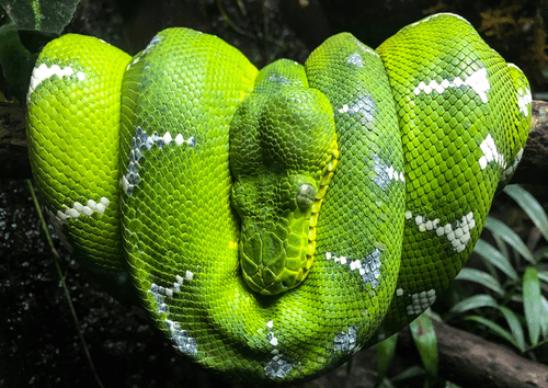 Emerald Tree Boa