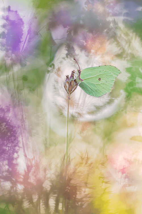 Bokehlicious Butterflies